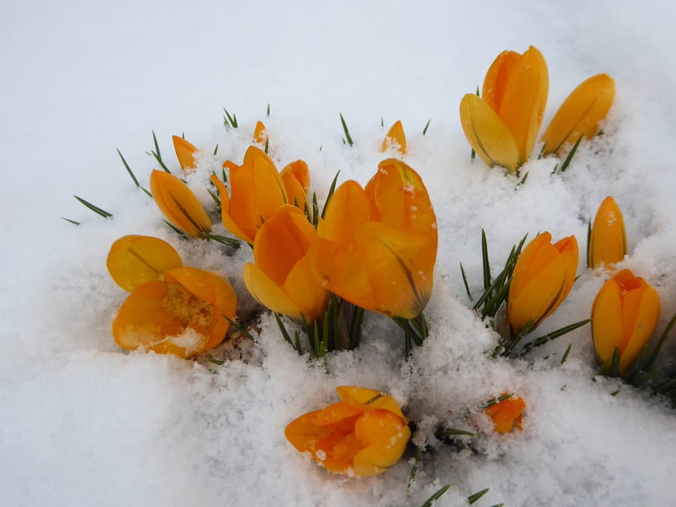 Orange Krokusse im Schnee