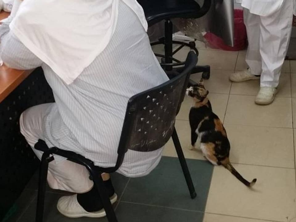 Katze zwischen zwei weiss gekleideten Beinen.