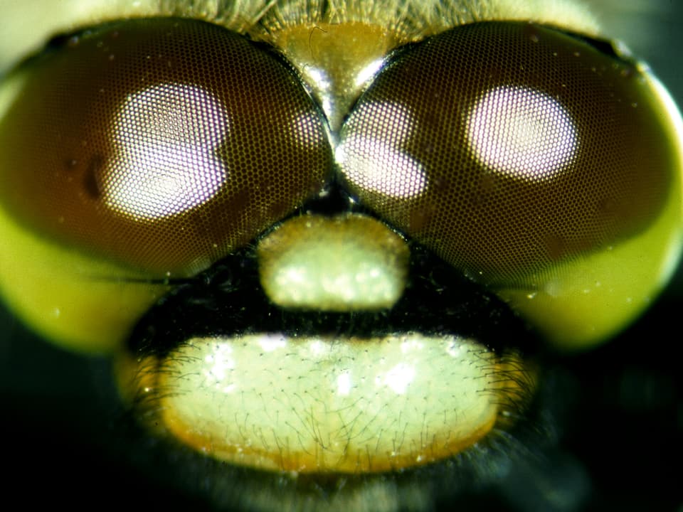 Der Kopf gehört zu einer Gattung der Grosslibellen. Weltweit gibt es etwa 1400 Unterarten. Ein besonderes Merkmal sind die Augen, die sich in der Mitte berühren.