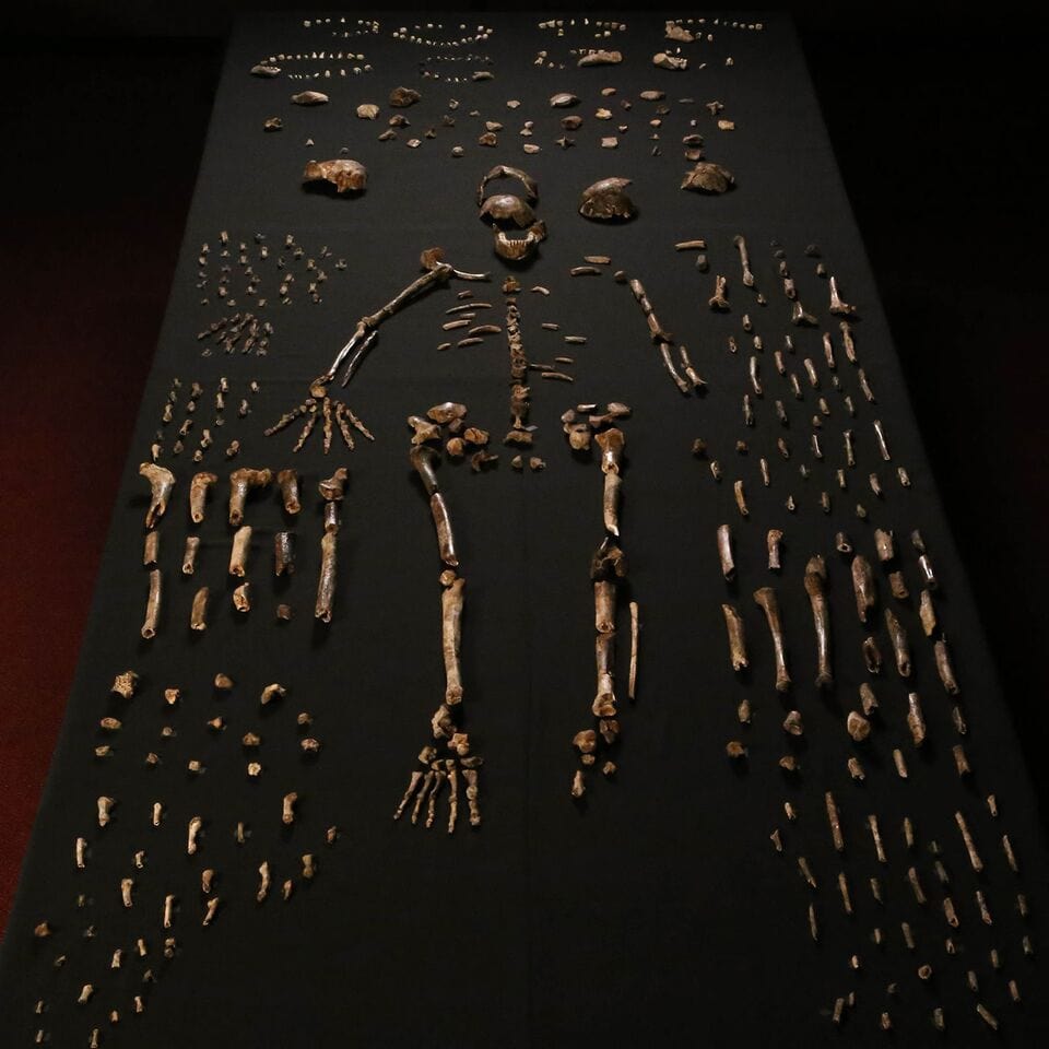 Knochen und ein Skelett auf schwarzer Unterlage.