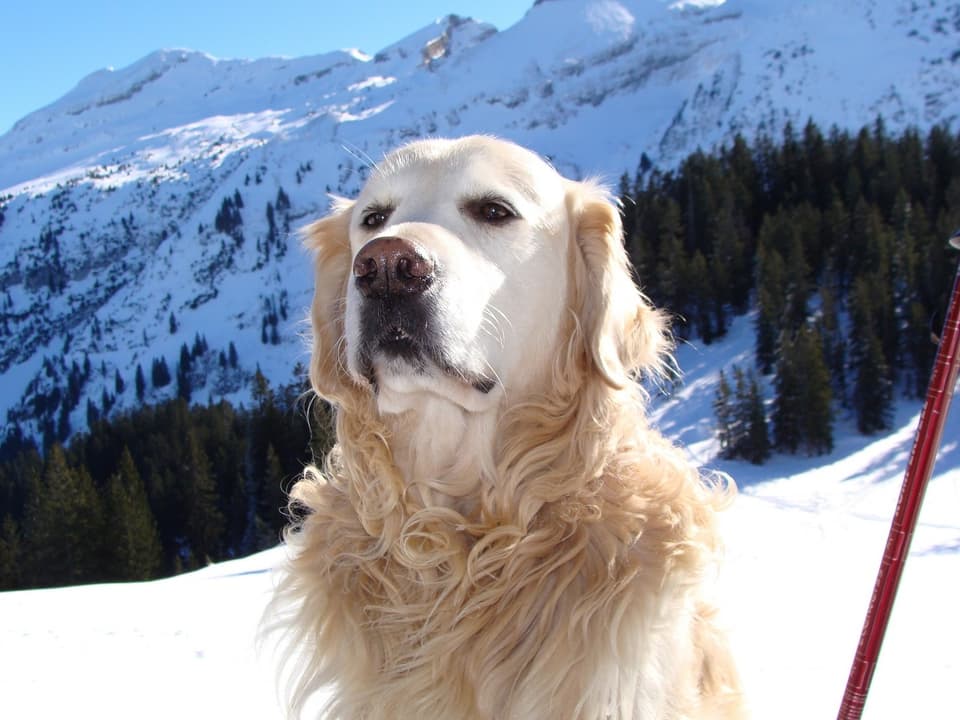 Hund im schnee, Hintergrund Berge