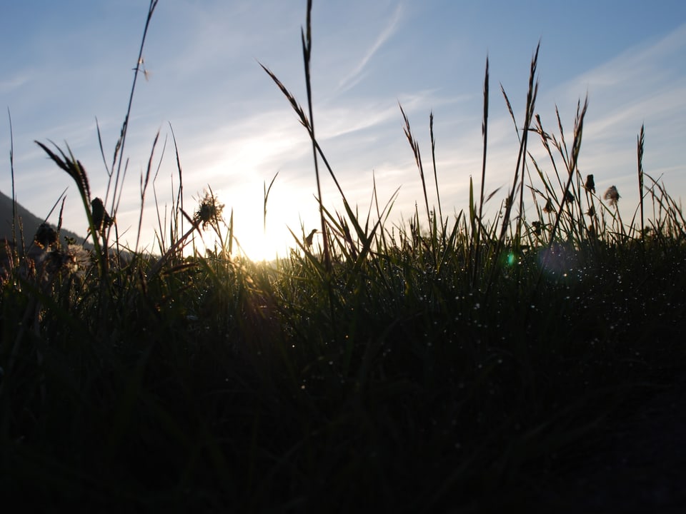 Im Hintergrund die ersten Sonnenstrahlen, im Vordergrund Grashalme. 