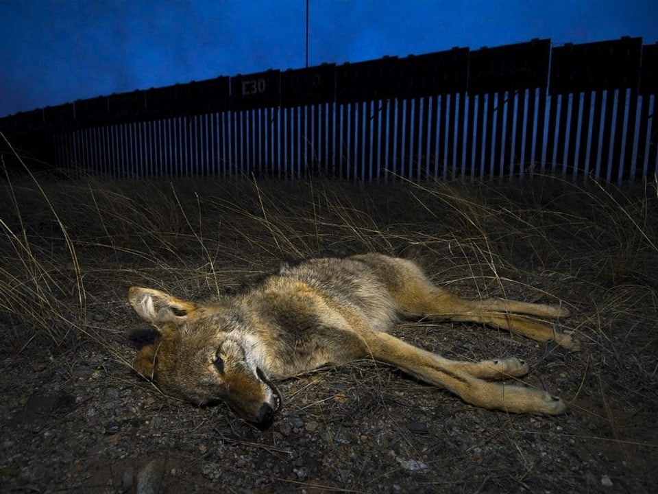Toter Koyote vor einer Mauer 
