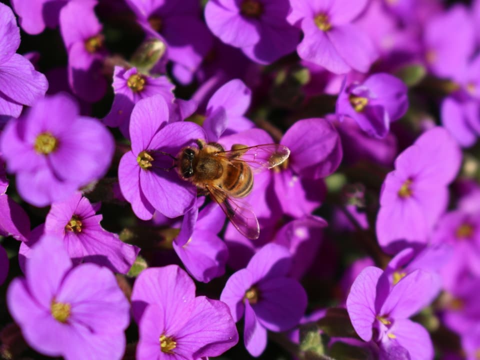 Eine Biene auf violetten Blüten.