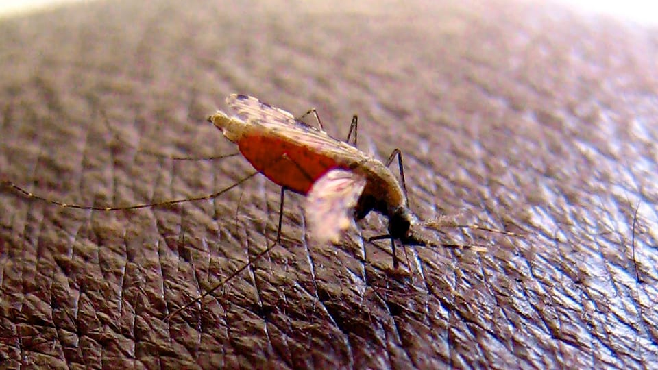 Eine Stechmücke (Anopheles gambiae).