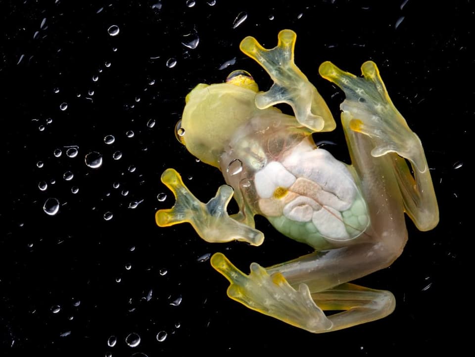 Glasfrosch auf einer Petrischale, durchsichtig