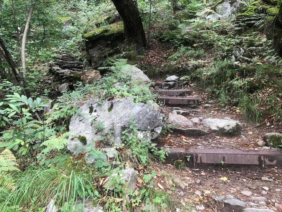 Stufen aus Felsen in einem Wald.