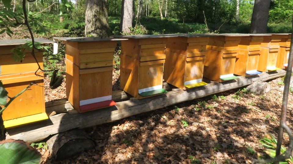 Auffangstation für heimatlose Bienen