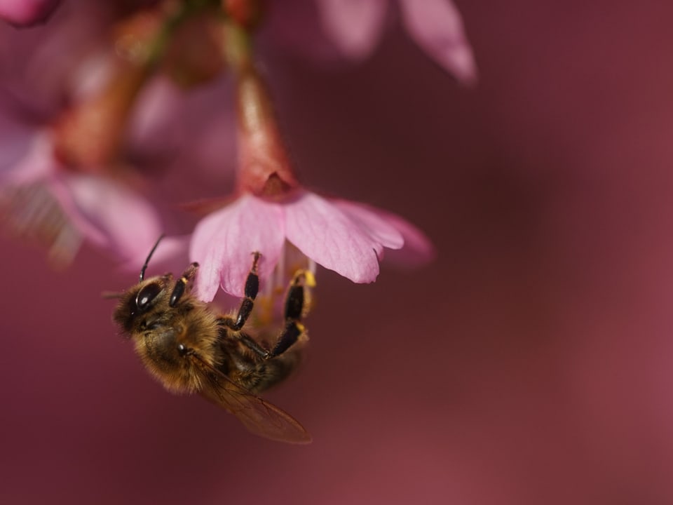 Das Bild ist gänzlich in Rosafarben gehalten. Eine Biene, in Grossaufnahme, sitzt auf einer Kirschbaumblüte und sammelt Nektar.