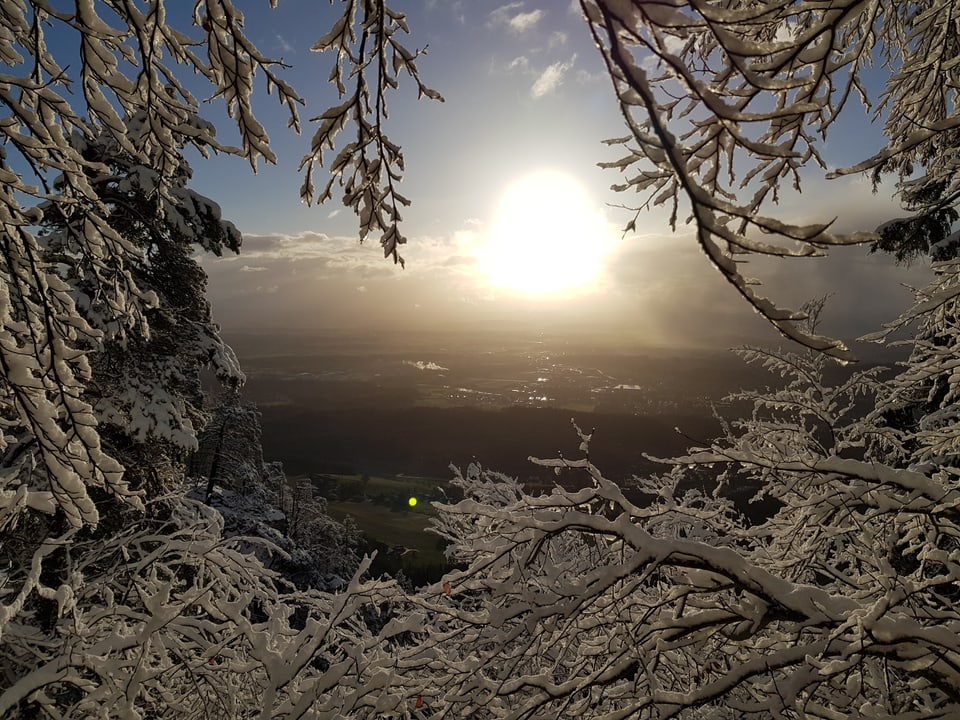 Blick vom Weissenstein durch verschneite Bäume auf das grüne Mittelland.