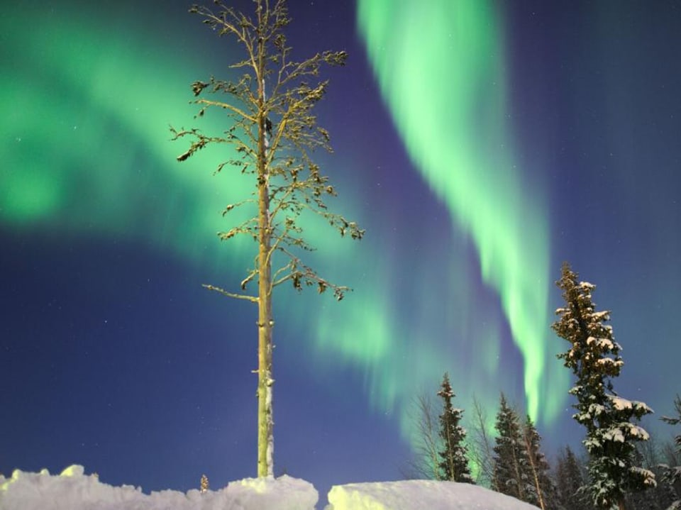 Nachthimmel, der zwei Streifen Polarlicht in grün zeigt. Sie sind quer über dem ganzen Himmel zu sehen. Im Vordergrund Schnee und ein paar Bäume. 