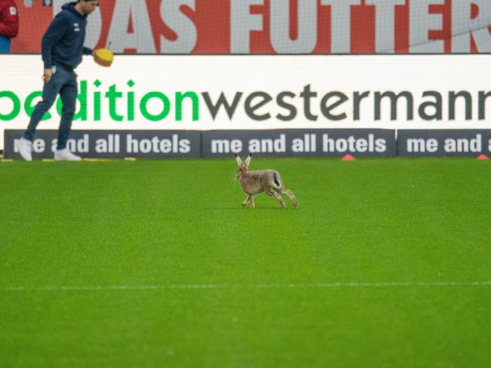 Beim Spiel in der 2. Bundesliga zwischen Holstein Kiel und SV Sandhausen (2:2) am Samstag wagt sich ein Hase auf den Rasen.