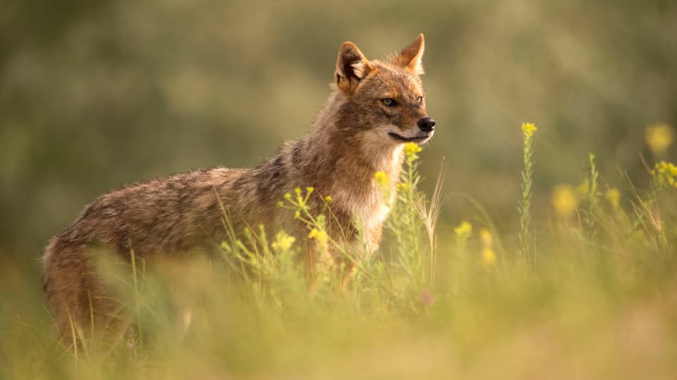 Ein Goldschakal (ähnlich wie ein Hund oder Wolf) steht in einer Wiese und beobachtet.