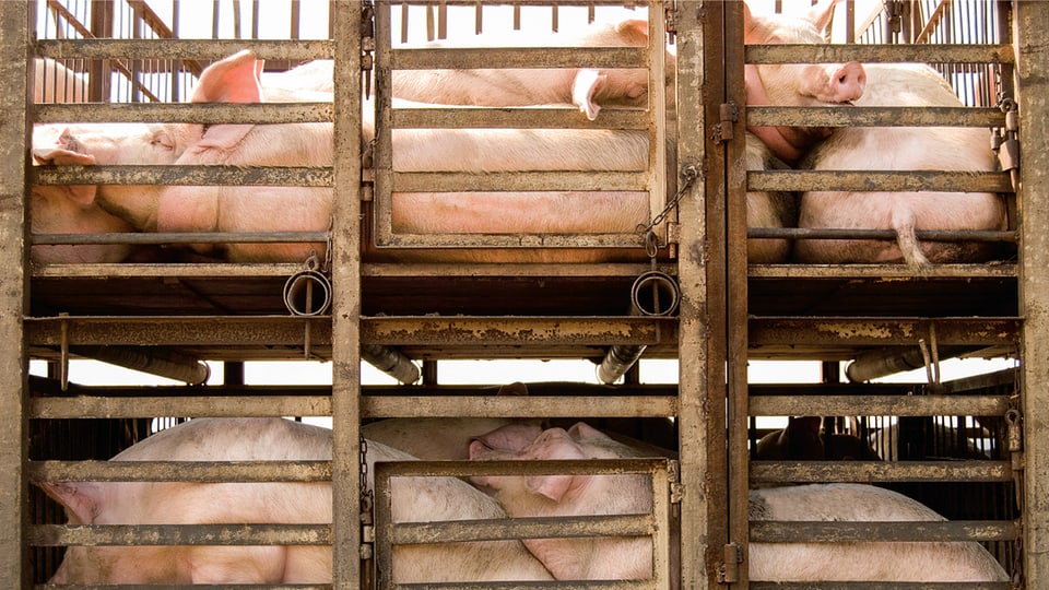 Mehrstöckige Käfige mit Schweinen, die übereinander liegen müssen.