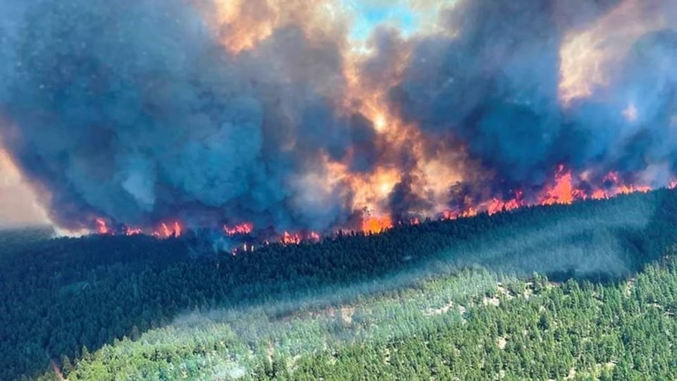Bild von einem Wald, der in Flammen steht