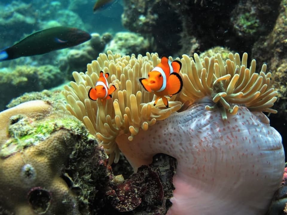 Two clownfish swim in an anemone.