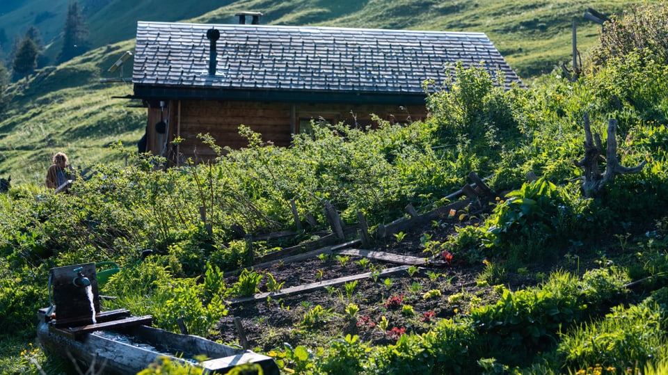 Eine Gemüsegarten, im Hintergrund eine Alphütte.