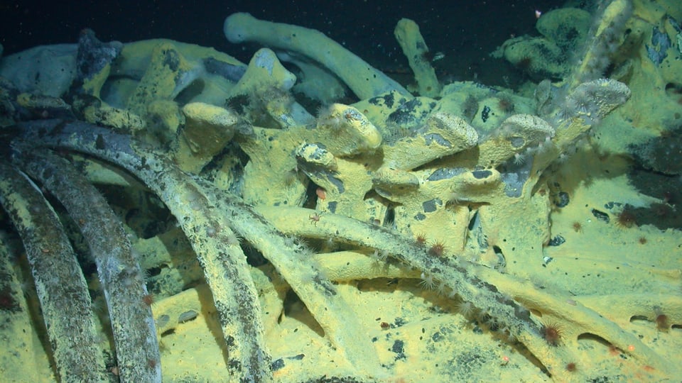 Wirbelsäule und Rippen eines Wals, darauf gelbe Bakterienmatten, Krabben und andere Wirbellose