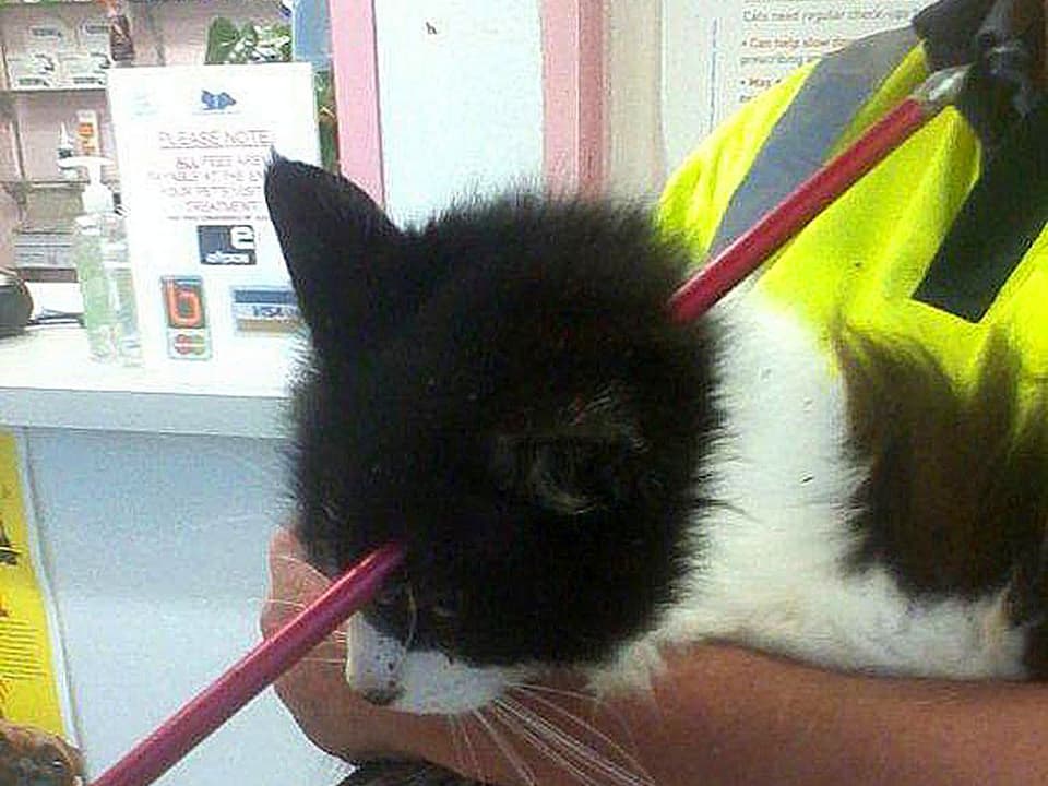 Schwarzweisse Katze auf den Armen eines Sanitäters. Durch ihren Kopf ist ein dicker, roter Pfeil gedrungen.