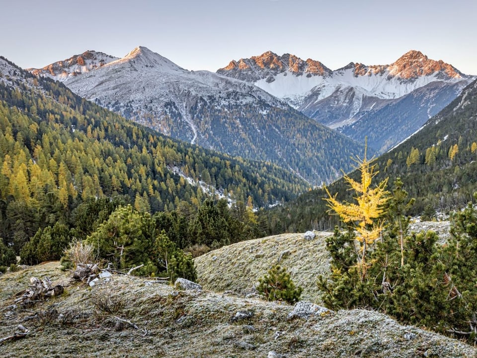Gelbe Lärche auf einer von Frost überzogenen Alp