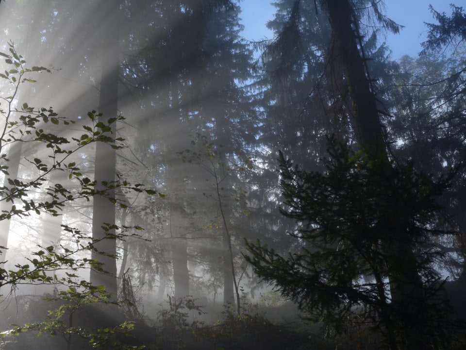 Sonnenlicht bricht im Wald durch den Nebel.