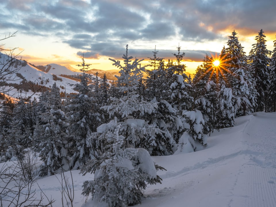 Verschneite Tannen bei Sonnenuntergang am Gurnigel