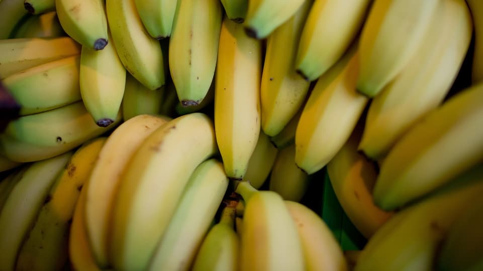 Beliebte Banane in Gefahr: Kann Gentechnik die Lösung sein?