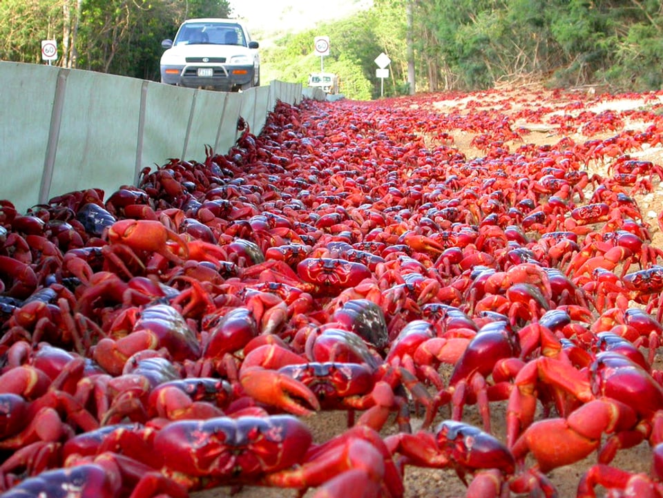 Absperrung zu einer Strasse. Tausende Krabben sammeln sich davor.