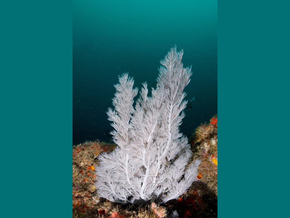 Eine feingefiederte, weisse Koralle unter Wasser.