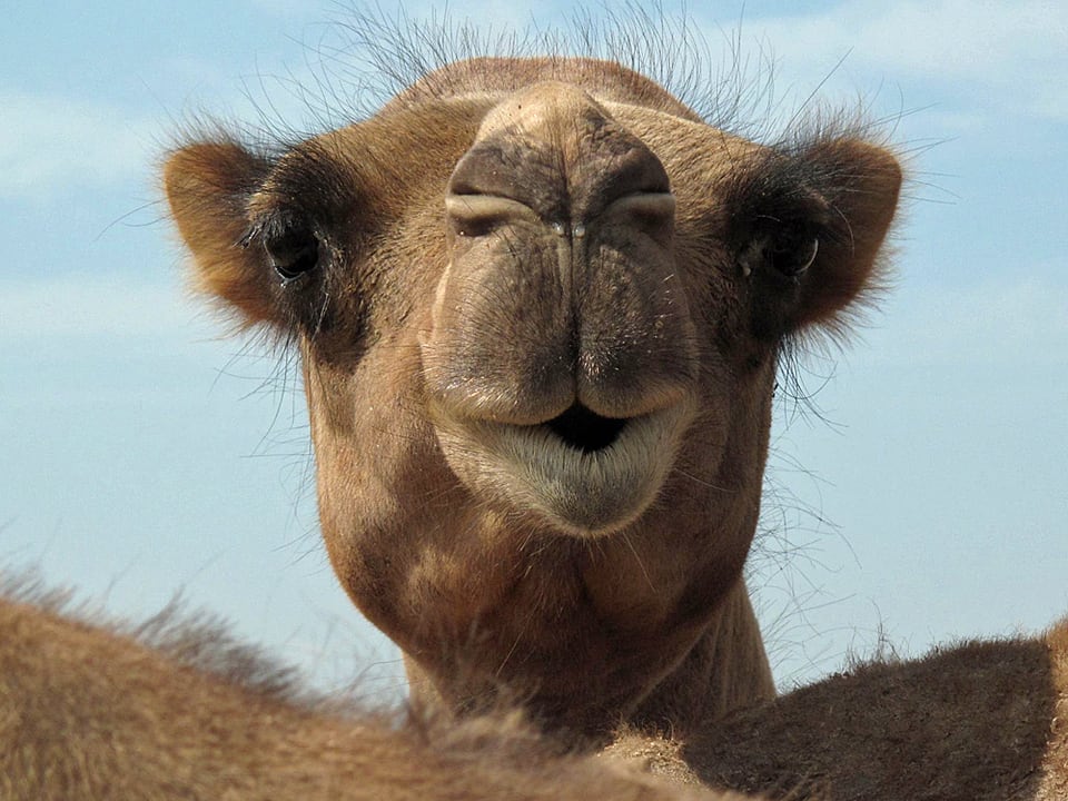 Ein Kamel schaut mit seinem unnachahmlichen Gesichtsausdruck und spitzen Lippen in die Kamera.