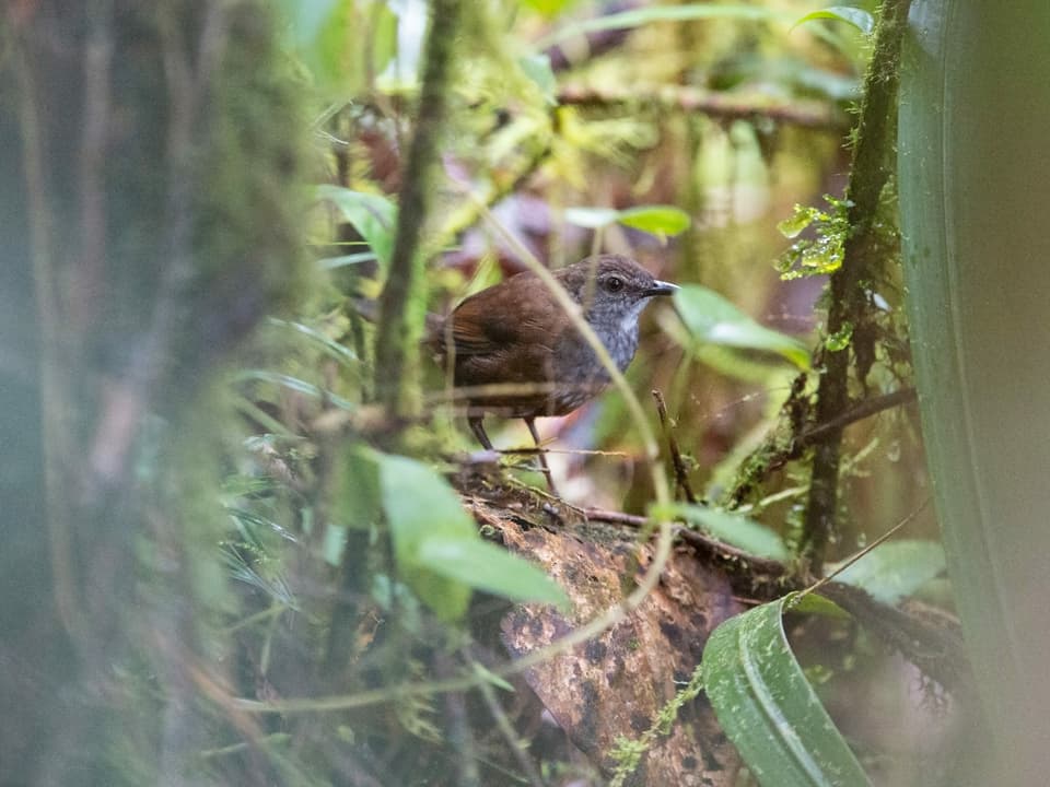 Ein bräunlicher Vogel auf einem Baum.