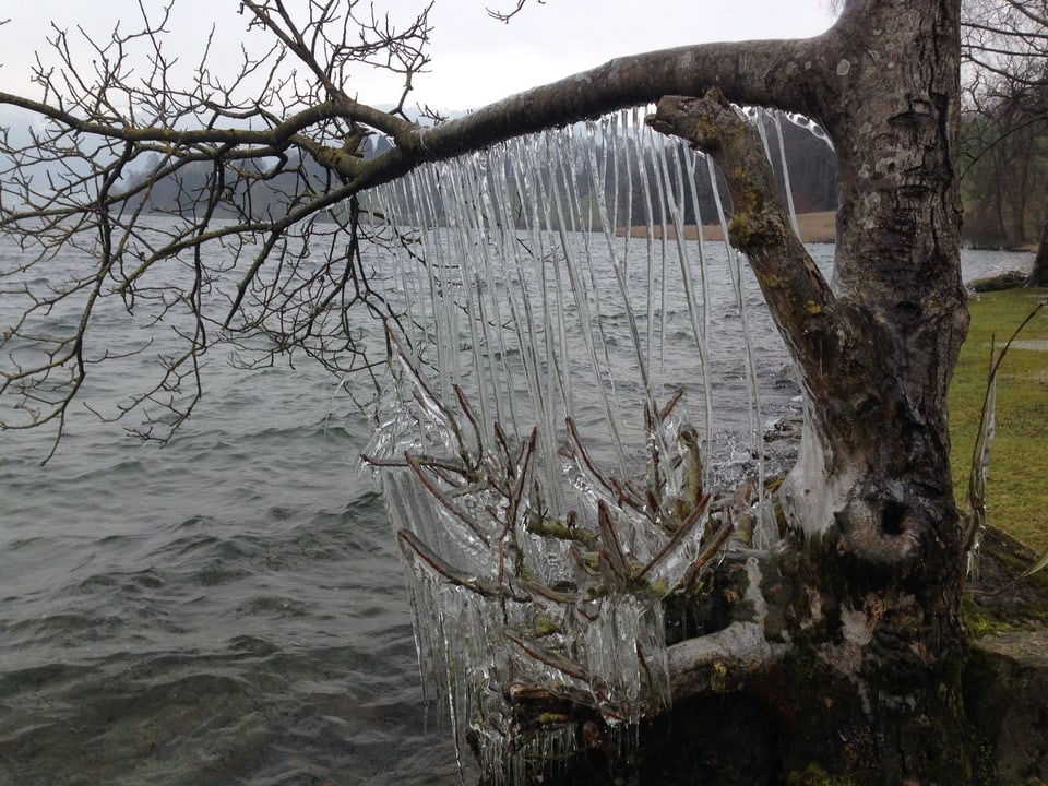 Eiskunst am Zugersee. Eiszapfen hängen schräg von den Baumästen am Ufer.