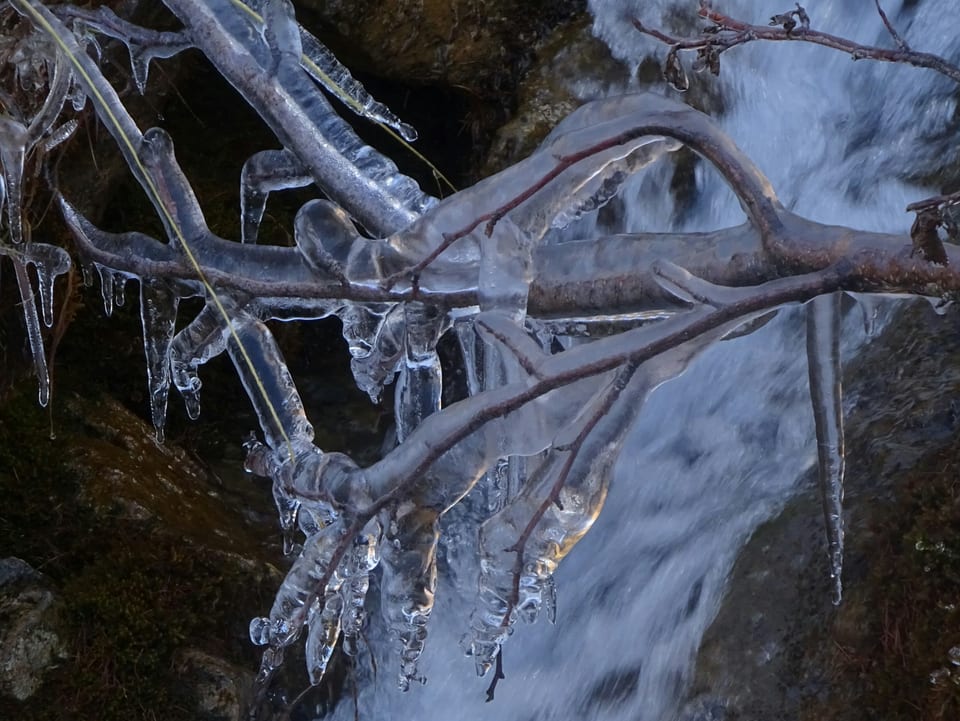 Eine Eisschicht um einen Baum in der Nähe eines Wasserfalls.