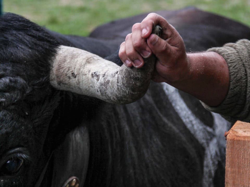 Eine Hand um das Horn einer Kuh.