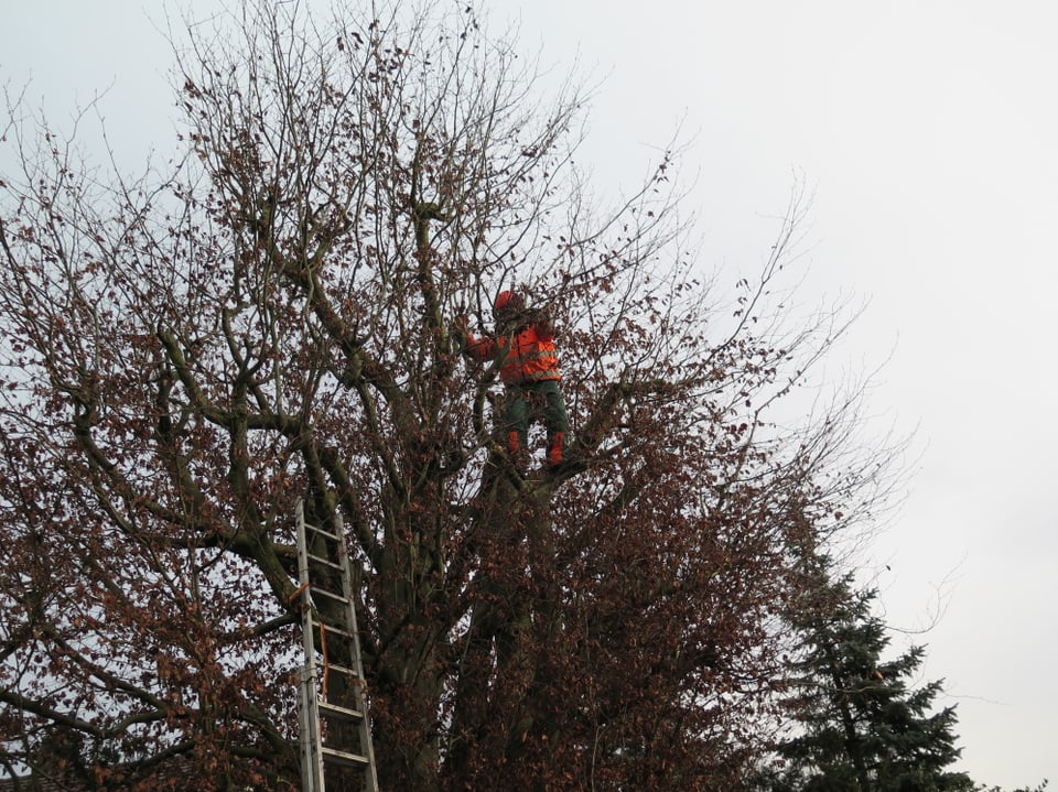 Mann in oranger Weste steht in Baumkrone, am Baumstamm steht eine Leiter.