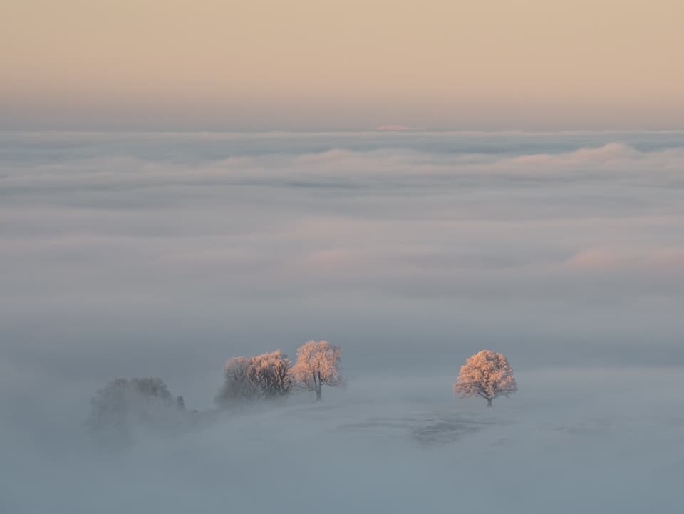Die aufgehende Sonne beleuchtet das Nebelmeer und ein paar Bäume auf einer schneebedeckten Anhöhe.