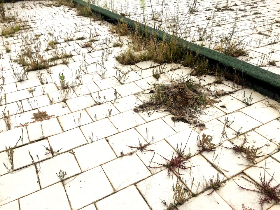 Lockere, deffekte Dach-Kacheln in einer Schule in Rom, zwischen denen Gras wächst.