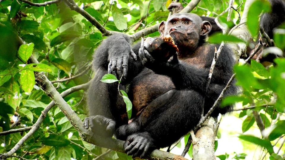 Ein Schimpanse in einem Baum beim Verzehren einer Schildkröte.