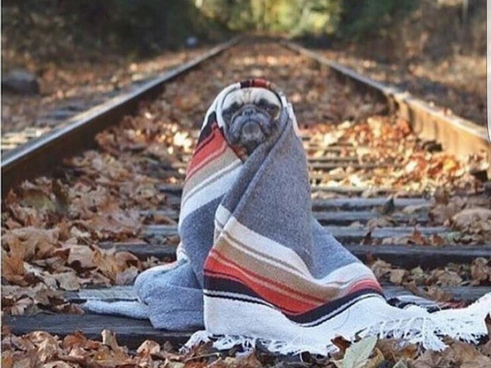 Kleiner Hund in Schal gewickelt