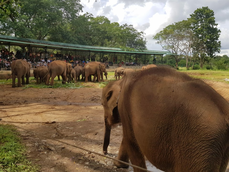 Manche Elefantenkühe sind bereit, Waisen zu adoptieren.