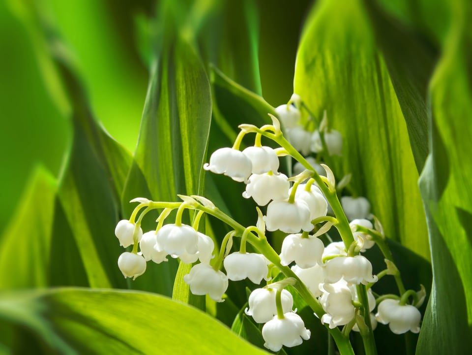 Maiglöckchen Kleine, weisse glockenähnliche Blüten.