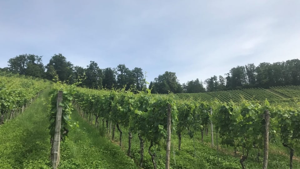 Sonnenschein gab es in diesem Sommer noch nicht viel - und das setzt den Weinbauern zu.