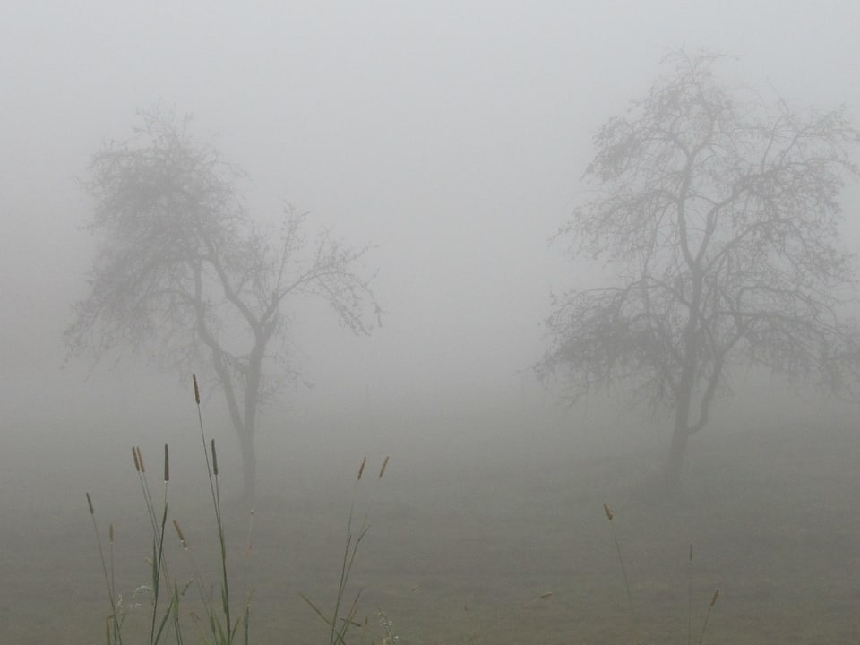 Nebel in der Landschaft mit zwei kahlen Bäumen und Rohrkolben
