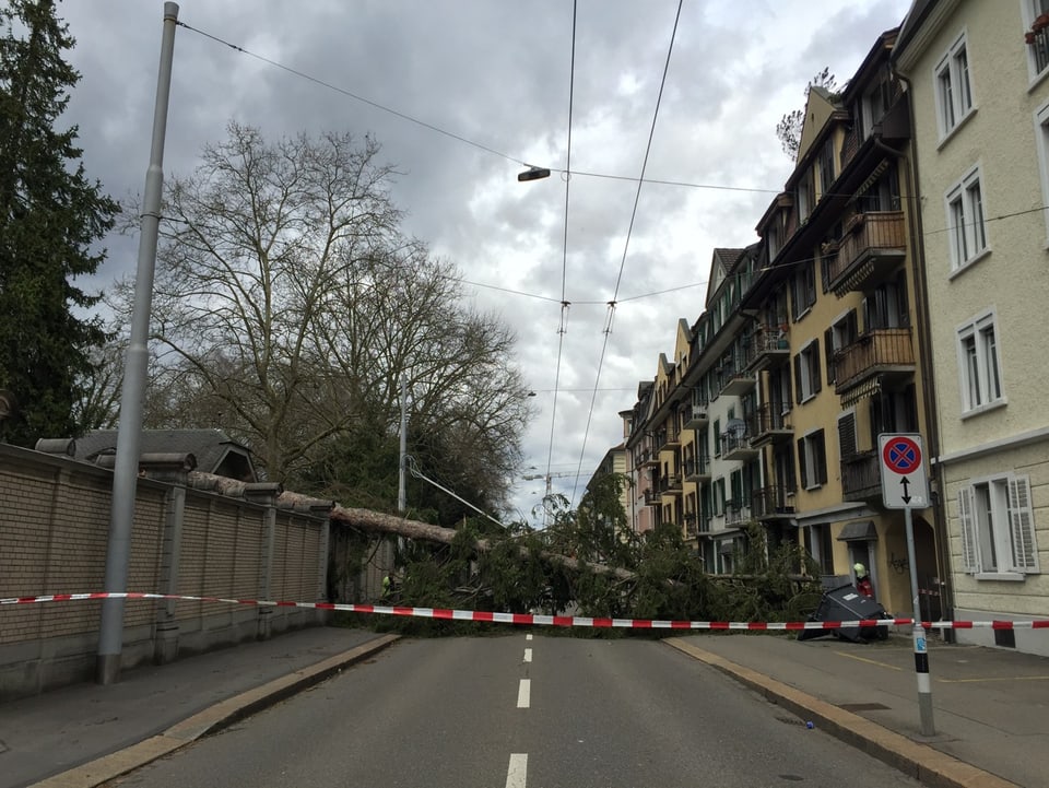 gesperrte Aemtlerstrasse in Zürch wegen eines umgestürtzten Baumes. (SRF Augenzeuge/Anna-Caroline Pflug)