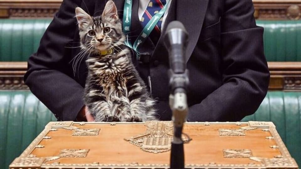 Cat.