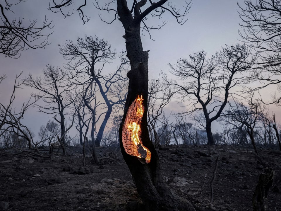 Ein brennender Baum.