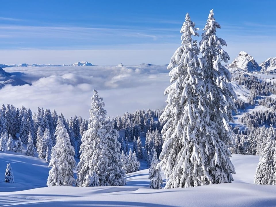 Verschneite Tannen in weisser Landschaft mit Blick auf Nebelmeer im Tal