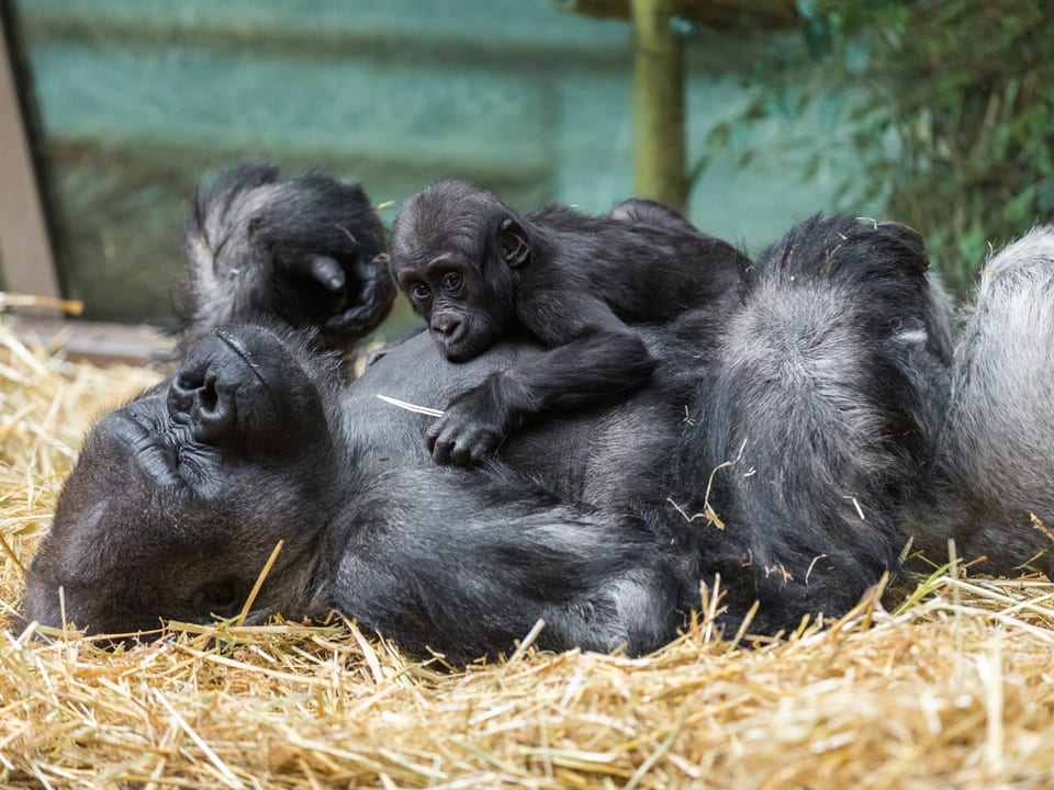 Silberrücken N'Gola krault liegend seine jüngste Tochter Mahiri im Gehege des Zoo Zürich. 