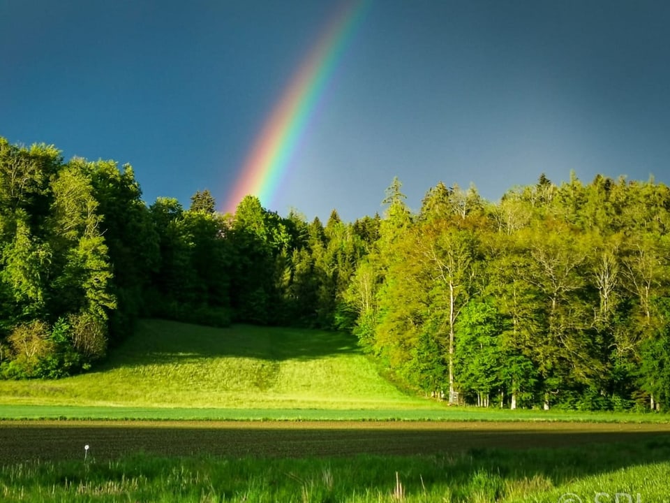 Regenbogen aus einem Wald.