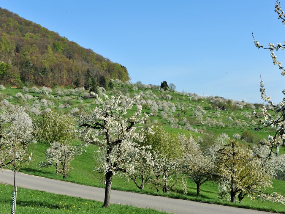 Auf dem Bild eine grüne Wiese und blühende Bäume der Frühling ist da.